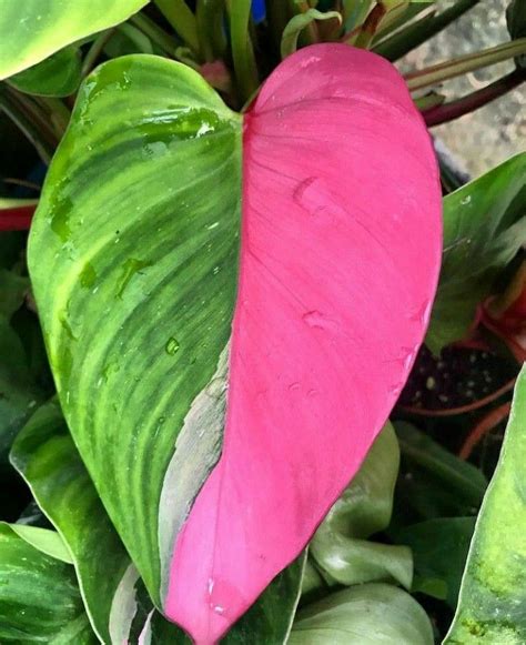 pink and green philodendron